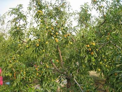 黃驊古冬棗貢園--黃冬棗節采風(3) - 新華博客 - News Blog