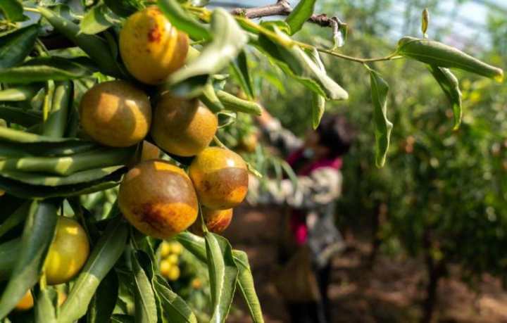 秋意漸濃,這些舌尖上的河北金秋,夠味兒
