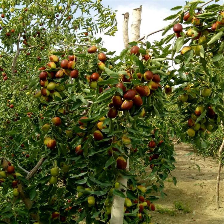 黃驊冬棗脆又甜，今秋又是豐收年