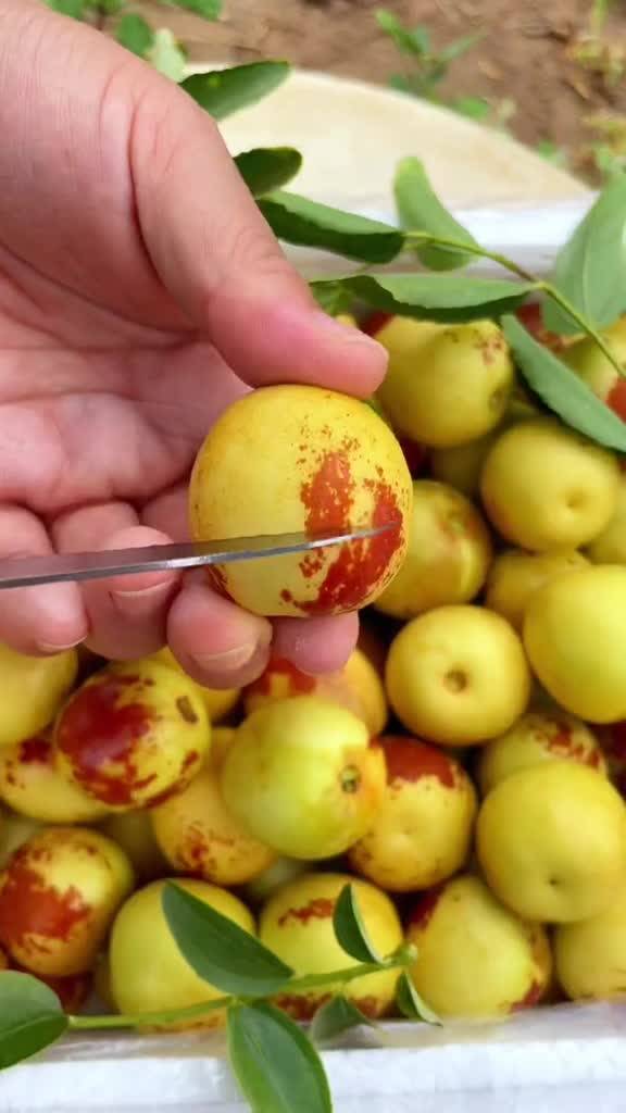 大荔與黃驊冬棗 產地直發，品質鮮甜