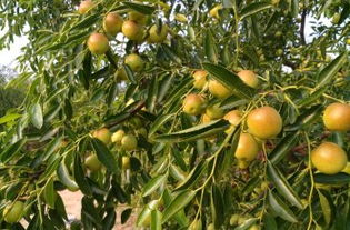 黃驊三娘冬棗采摘園全攻略 門票、地址、游玩指南及圖片分享