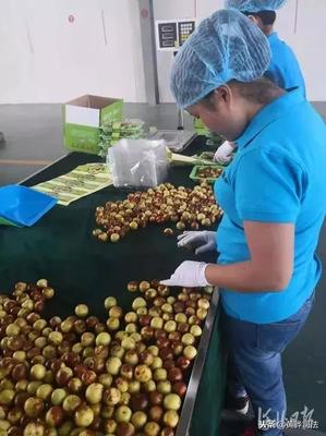 黃驊冬棗跨越山海抵達智利，展現(xiàn)中國農產品國際競爭力