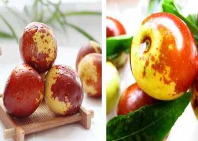 富平縣澤瑞源冬棗種植專業(yè)合作社與黃驊冬棗的產業(yè)發(fā)展探析