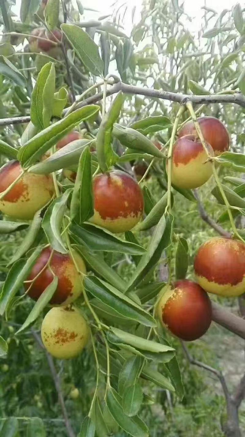 滄州黃驊冬棗 一口咬下，滿嘴的清甜與實(shí)力