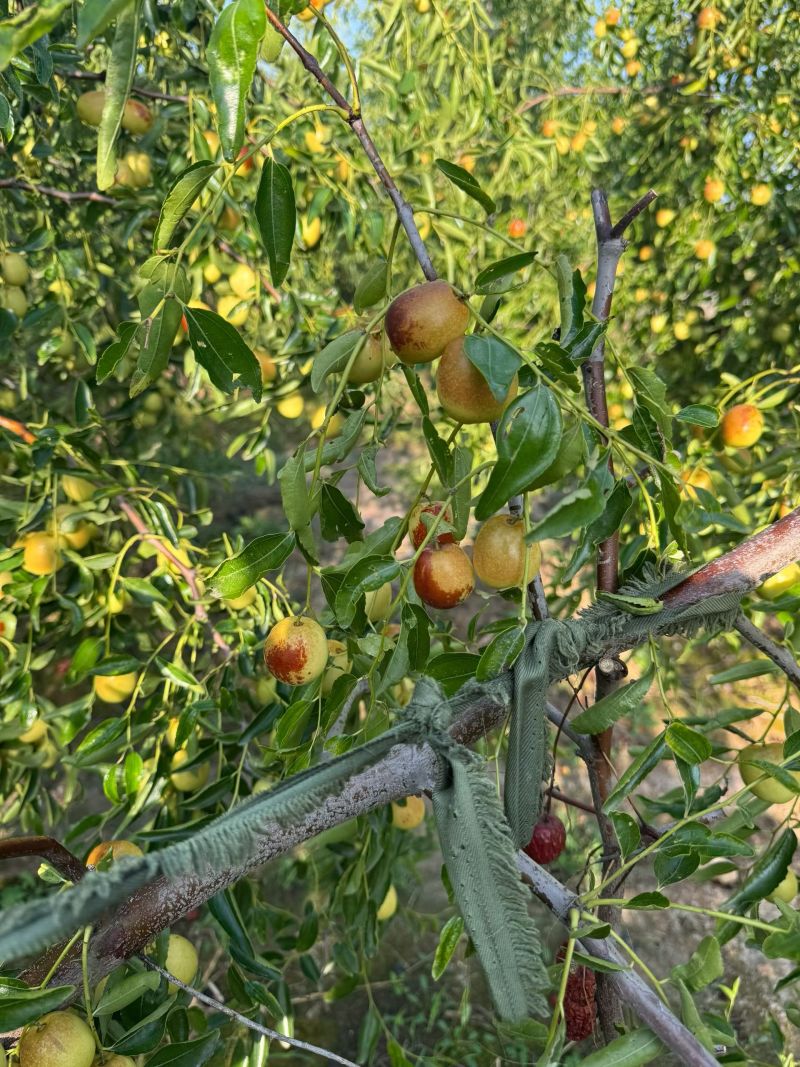 黃驊冬棗 河北滄州的“金疙瘩”，品質(zhì)與實(shí)惠的完美結(jié)合
